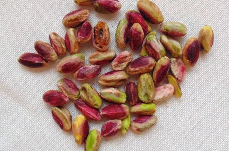 Mechanical harvester processing California pistachios during peak season