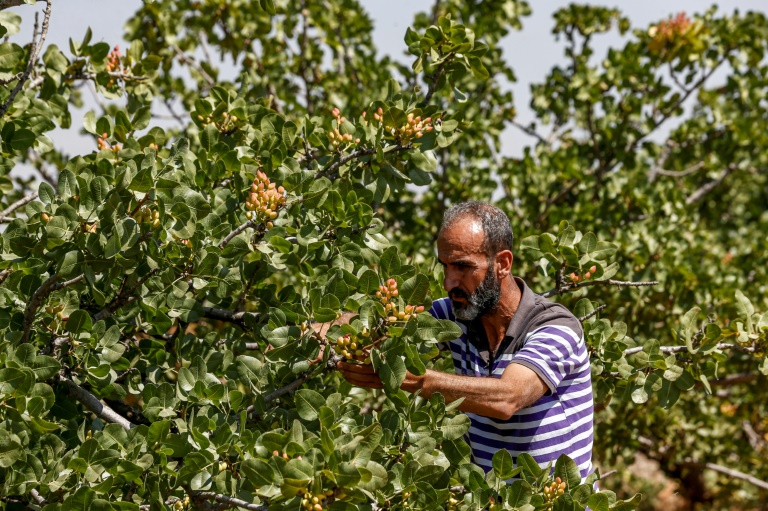 Dedicated farmers working in the California Pistachio Orchard